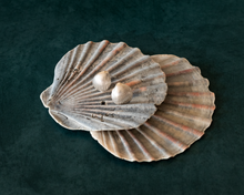 Load image into Gallery viewer, Sterling Silver Seashell Stud Earrings